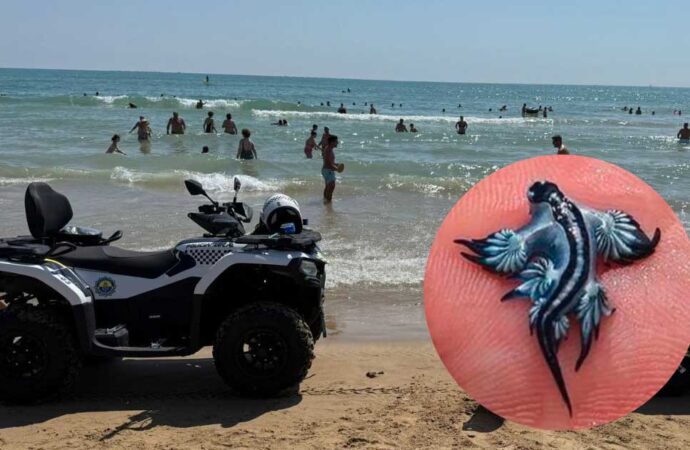 Deadly Beauty in Spain: The Blue Dragon Forces Swimming Ban